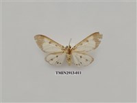 藏品(夜蛾7)的圖片